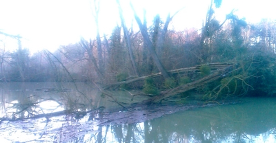Les arbres — arbretombe