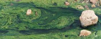 Quelles herbes ? — lesherbes alguesfilamenteuses