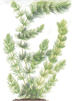 Quelles herbes ? — lesherbes ceratophylle