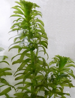 Quelles herbes ? — lesherbes elodeesdubresil