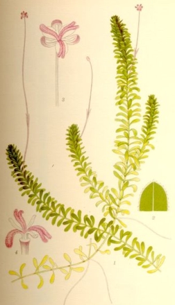 Quelles herbes ? — lesherbes elodeesducanada