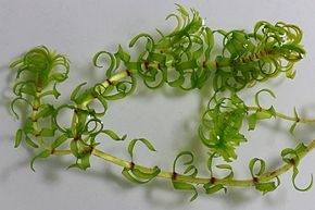 Quelles herbes ? — lesherbes elodeesnuttall