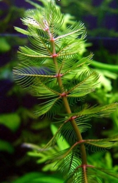 Quelles herbes ? — lesherbes myriophylle