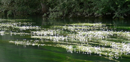 Quelles herbes ? — lesherbes renoncules